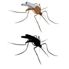 vector, isolated, insect mosquito brown, with silhouette