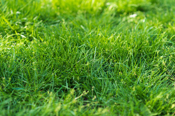 Green grass background. selective focus
