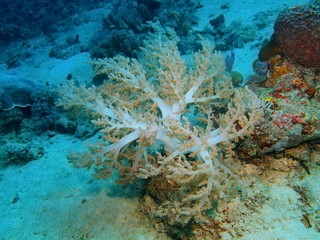 The amazing and mysterious underwater world of Indonesia, North Sulawesi, Bunaken Island, soft coral