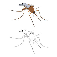 vector, isolated, insect mosquito brown, with silhouette