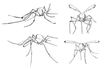 vector, isolated, mosquito sketch, set, lines