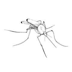 isolated, sketch mosquito, lines