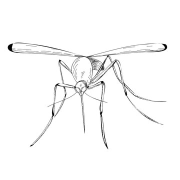 sketch of a mosquito flying