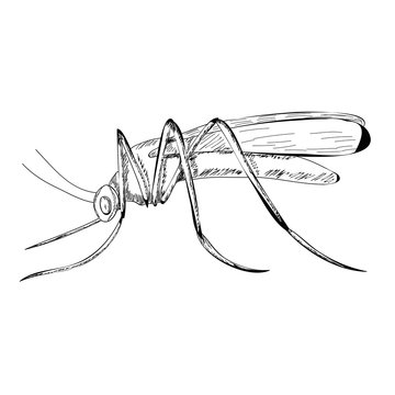 vector, isolated, sketch mosquito, lines, icon