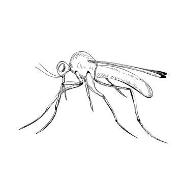 vector, isolated, sketch mosquito, lines, icon