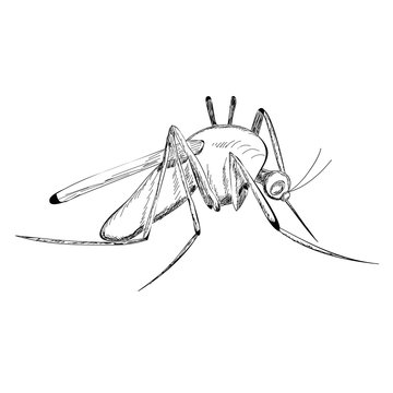 isolated, sketch mosquito, lines