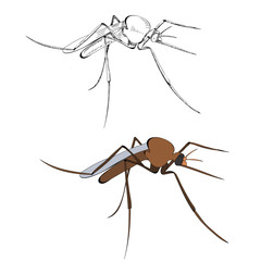  insect mosquito brown