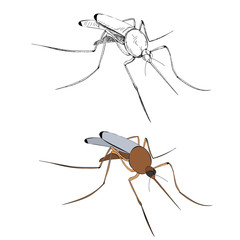  insect mosquito brown