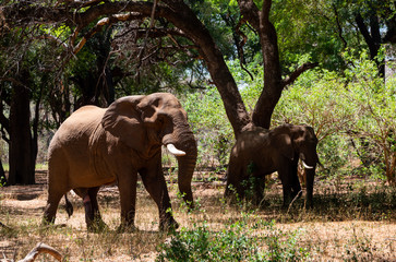 African Elephants