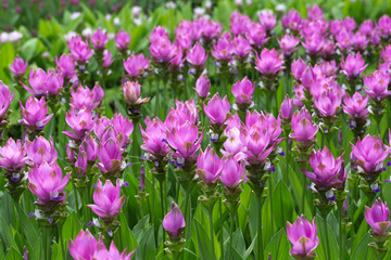 Krachiew flowers (Siam Tulip) blossoming in the garden.