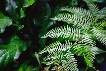 Detailed Closeup of Jungle Plants