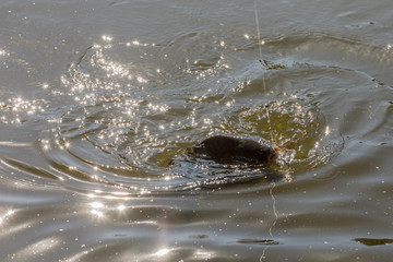Fish in landing net just catched from the water