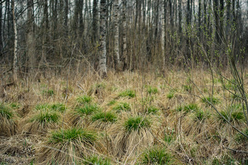 dried up spring swamp. dry hummocks with scallops of young green grass against the background of birch grove