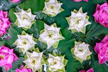 Lotus flowers in Thailand