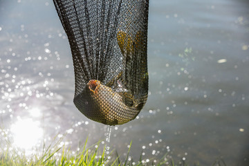 Fish in landing net just catched from the water