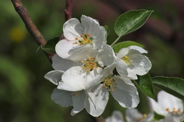 Beautiful flowers appeared on the branches of the apple tree of the spring garden.