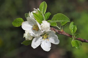 Beautiful flowers appeared on the branches of the apple tree of the spring garden.