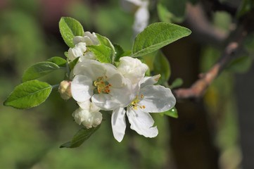 Beautiful flowers appeared on the branches of the apple tree of the spring garden.
