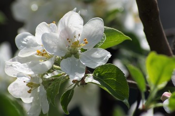 Beautiful flowers appeared on the branches of the apple tree of the spring garden.