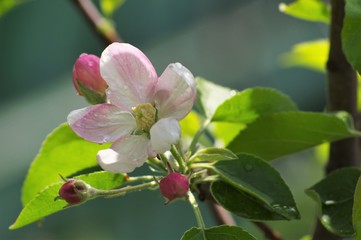 Beautiful flowers appeared on the branches of the apple tree of the spring garden.