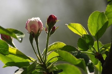 Beautiful flowers appeared on the branches of the apple tree of the spring garden.