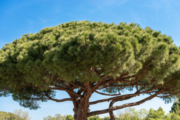 Maritime pine tree in Mediterranean region - Rome