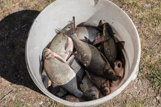 Several small fish caught in a fish basket