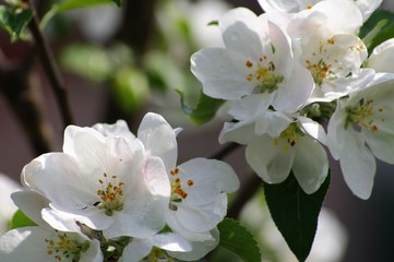 Beautiful flowers appeared on the branches of the apple tree of the spring garden.