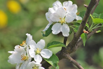 Beautiful flowers appeared on the branches of the apple tree of the spring garden.