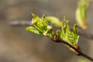At the end of April from the swollen buds on the trees appear the first leaves.