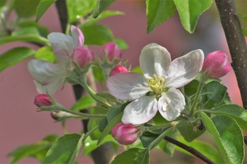 Beautiful flowers appeared on the branches of the apple tree of the spring garden.