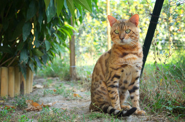 Naklejka premium Beautiful adult bengal cat sitting in the garden