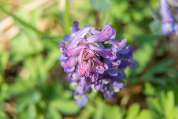 Meadow flowers of willow-herb in early spring in the forest, photographed close-up.