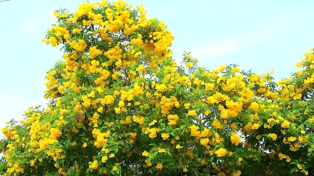 slow motion of Tabebuia aurea bloom in garden blue sky background
