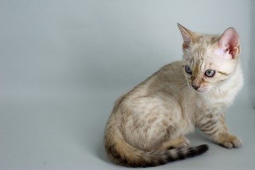 Studio portrait of a white bengal kitten