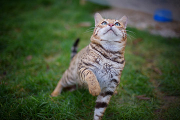 Bengal cat is playing and has a paw up in the air