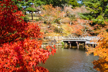 Fototapeta na wymiar Landscape of garden in the autumn season in a public park of Nara, Japan use as natural background, backdrop