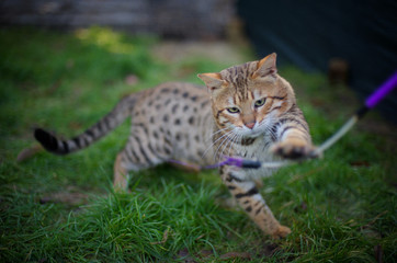 Beautiful bengal cat is playing with a cat toy outside in the garden