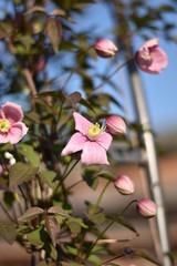 Blühende Clematis im Frühjahr