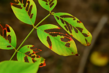 The leaves that were eaten by the worm