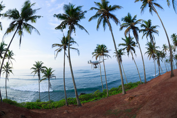 View of coconut trees at seaside under blue sky,Sri lanka