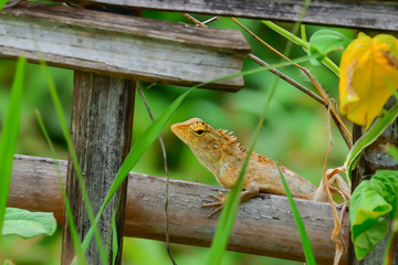 The chameleon is holding on to dry branches.