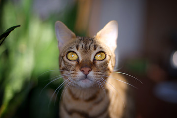 Portrait of a bengal cat looking directly at the camera, big round yellow eyes