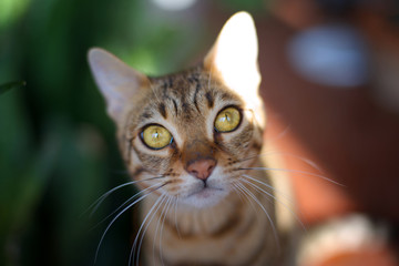 Portrait of a bengal cat looking directly at the camera, big round yellow eyes