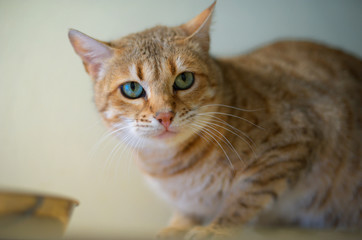 Closeup portrait of a bengal cat with big blue eyes