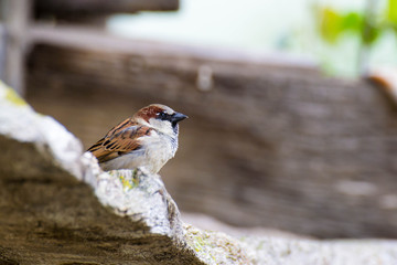 El pájaro gorrión