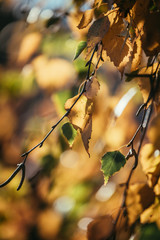 Colourful leaves in a park, autumn, copy space