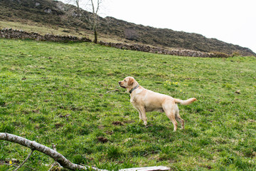 Labrador Retriever al aire libre