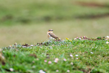 pájaro Colaba Gris