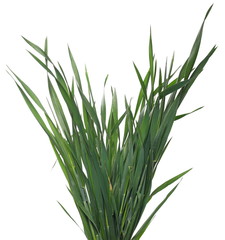 Green young wheat isolated on white background, with clipping path